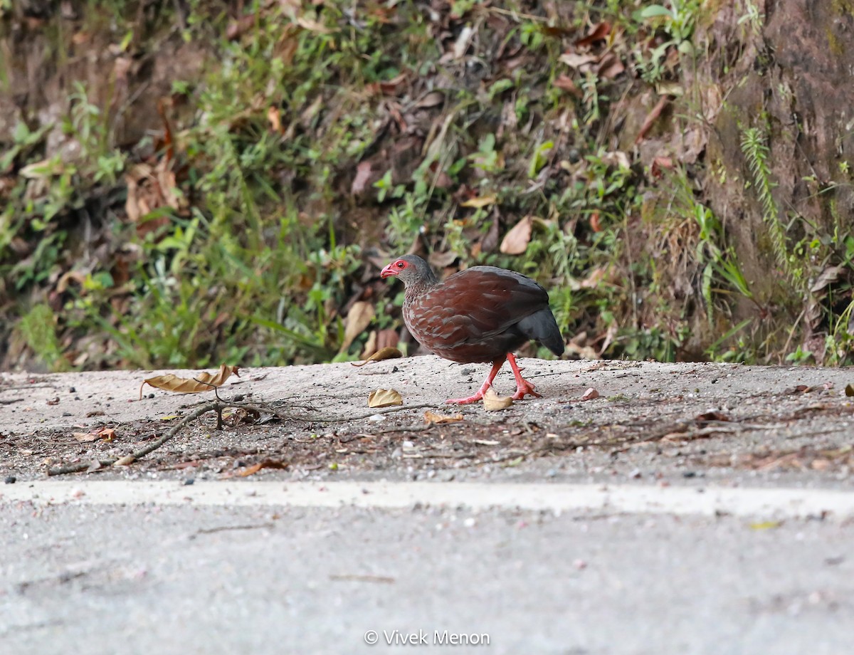 Handsome Spurfowl - ML607413481