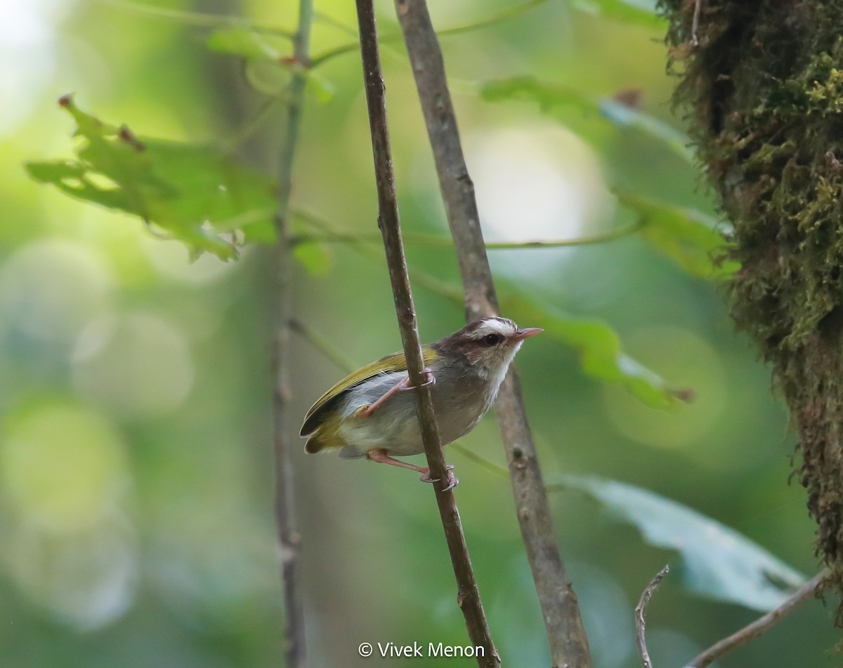 White-browed Crombec - ML607414121