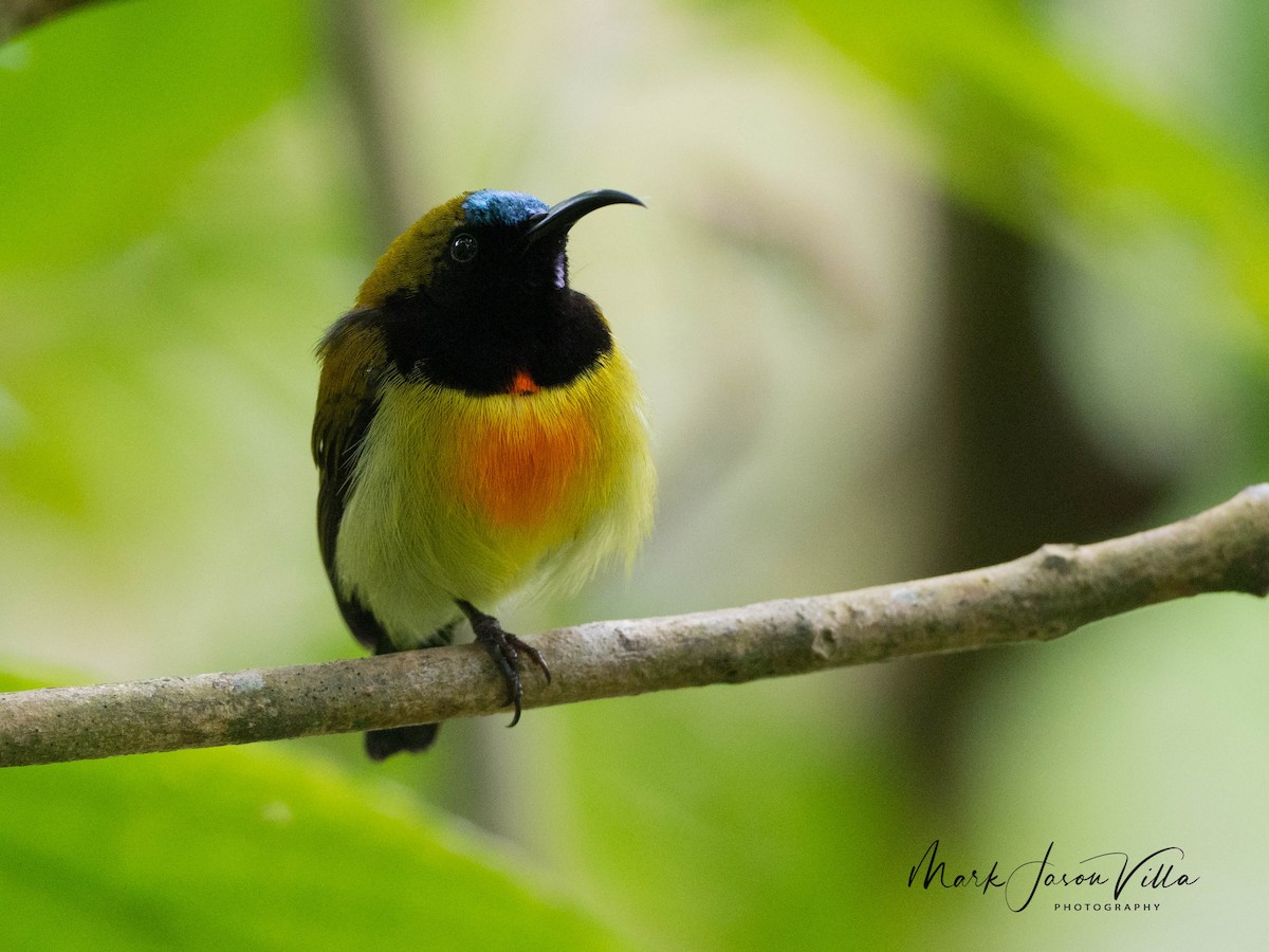 Flaming Sunbird - Mark Villa