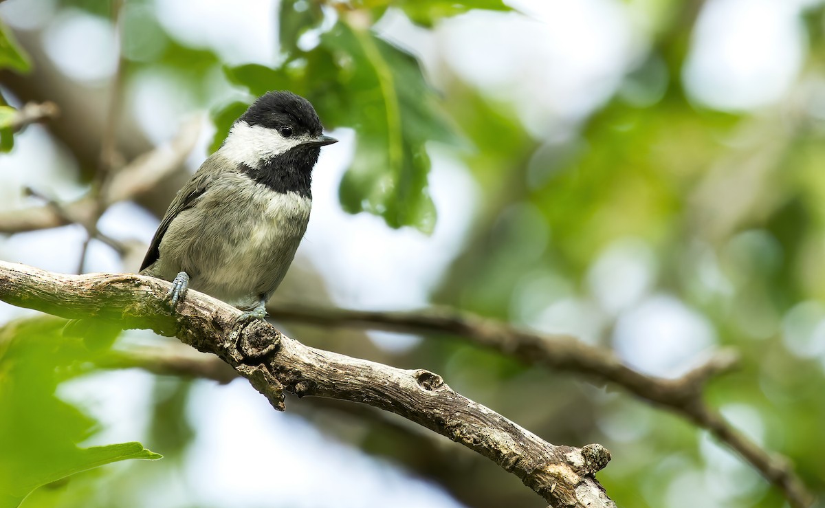 Mexican Chickadee - ML607415521