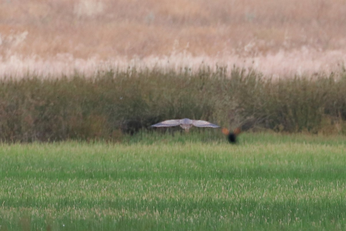 American Bittern - ML607416131