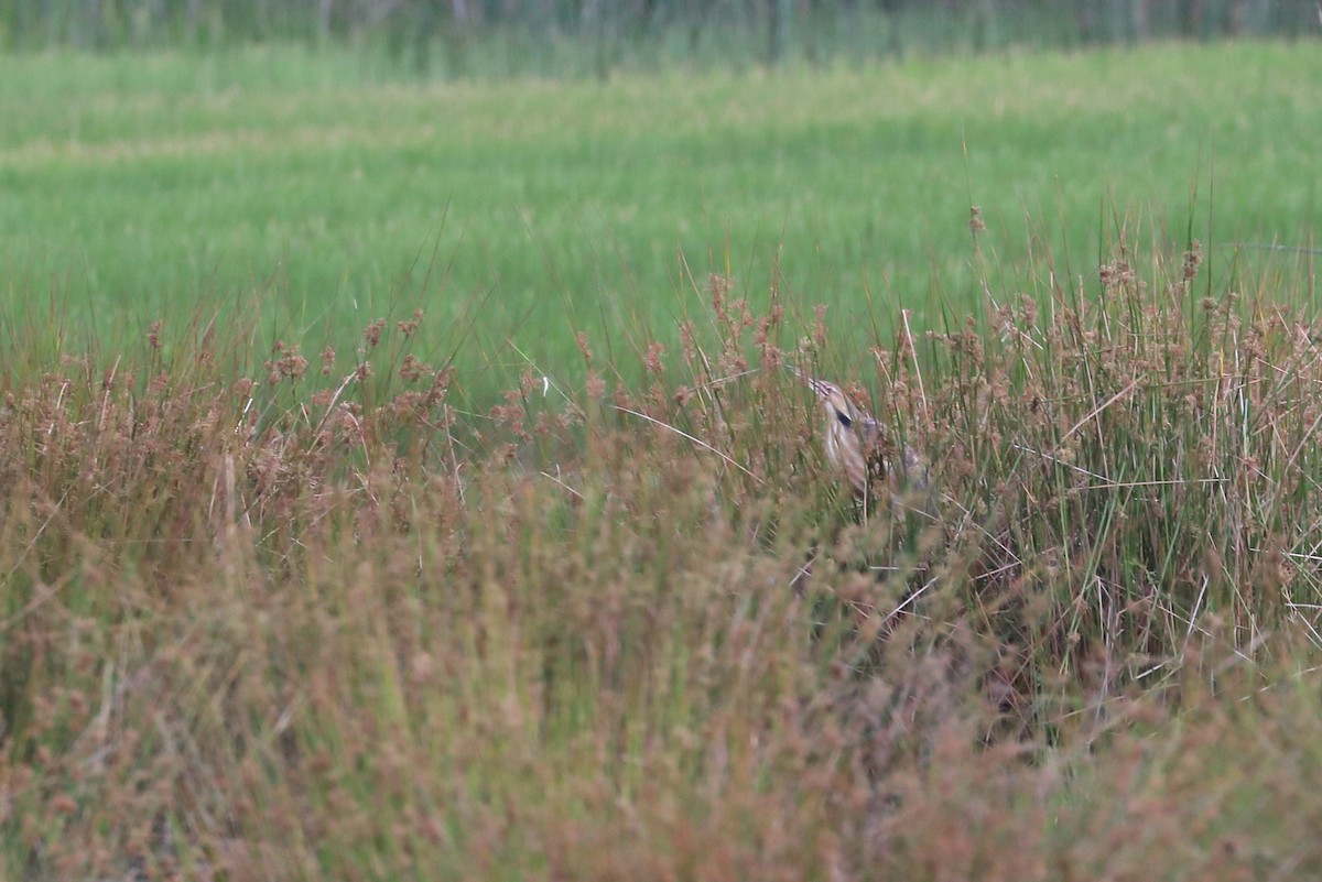 American Bittern - ML607416141