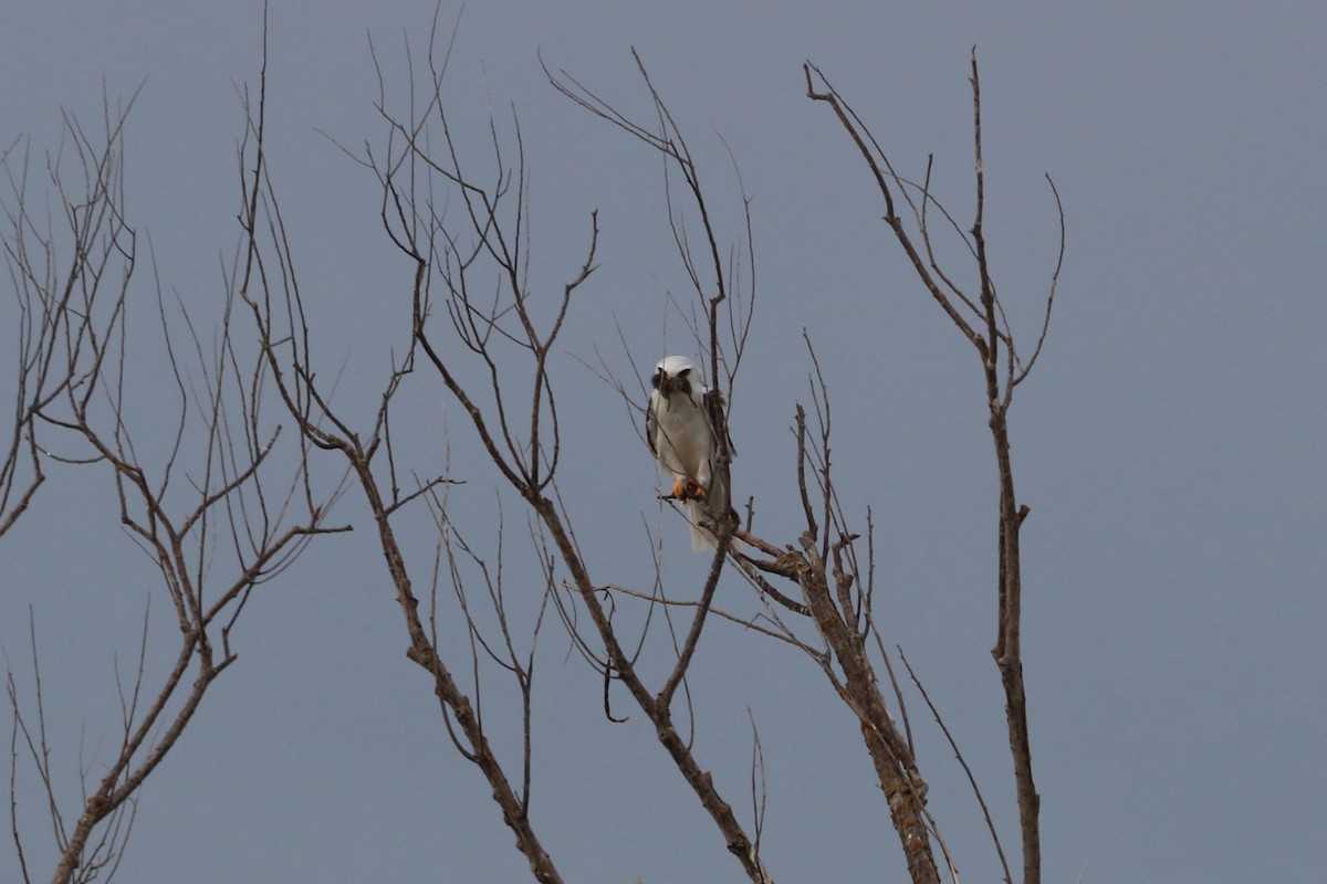 White-tailed Kite - ML607416201