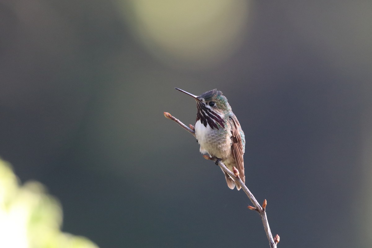 Calliope Hummingbird - ML607416541