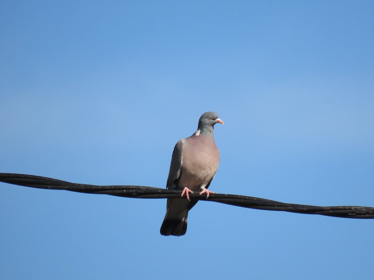 Common Wood-Pigeon - ML607418401