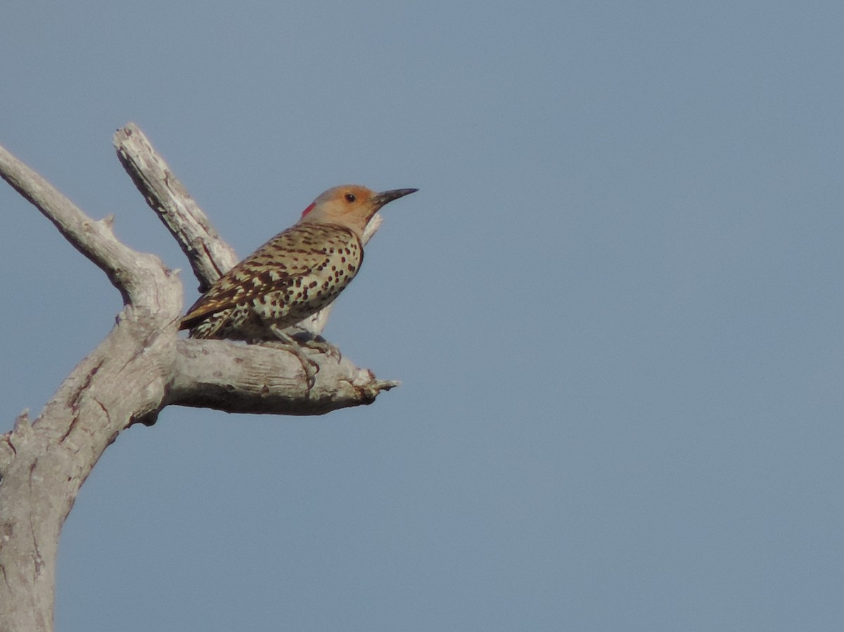 Northern Flicker (Yellow-shafted) - ML60742061