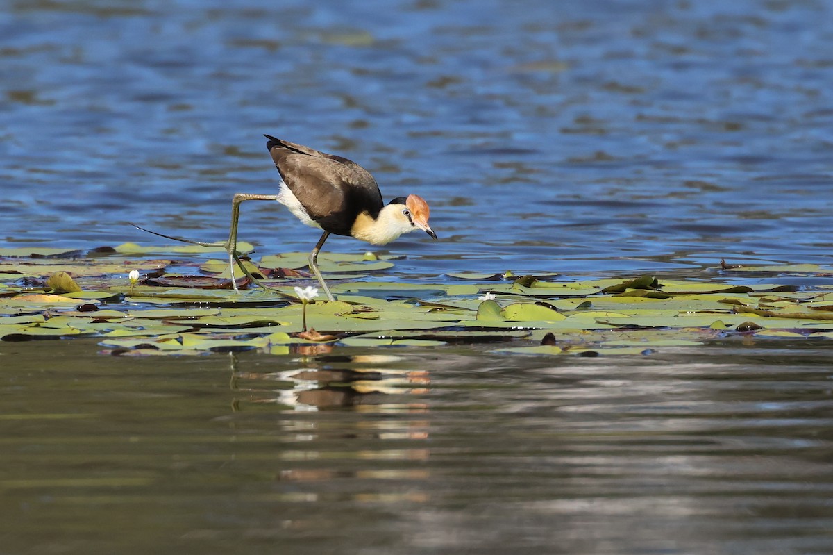 Comb-crested Jacana - ML607421091