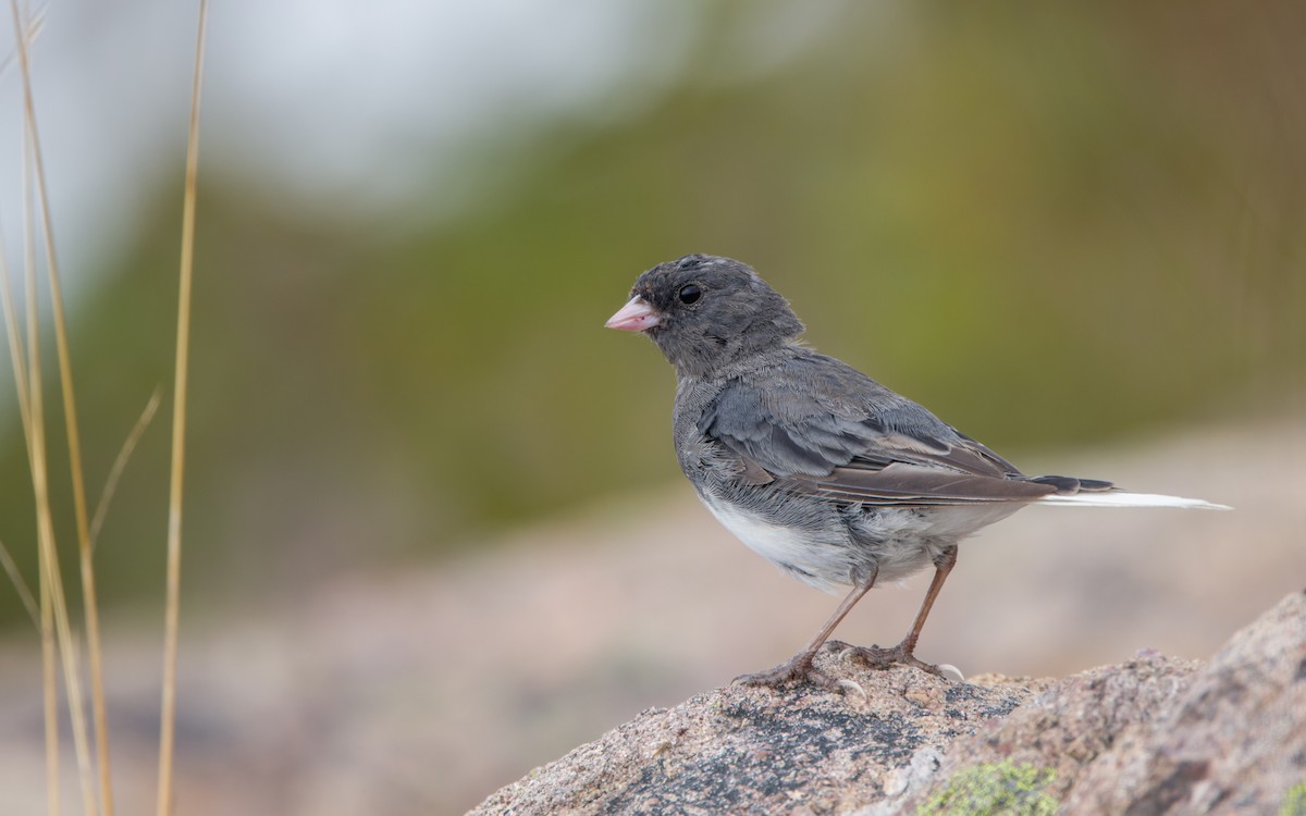 Юнко сірий (підвид hyemalis/carolinensis) - ML607421131