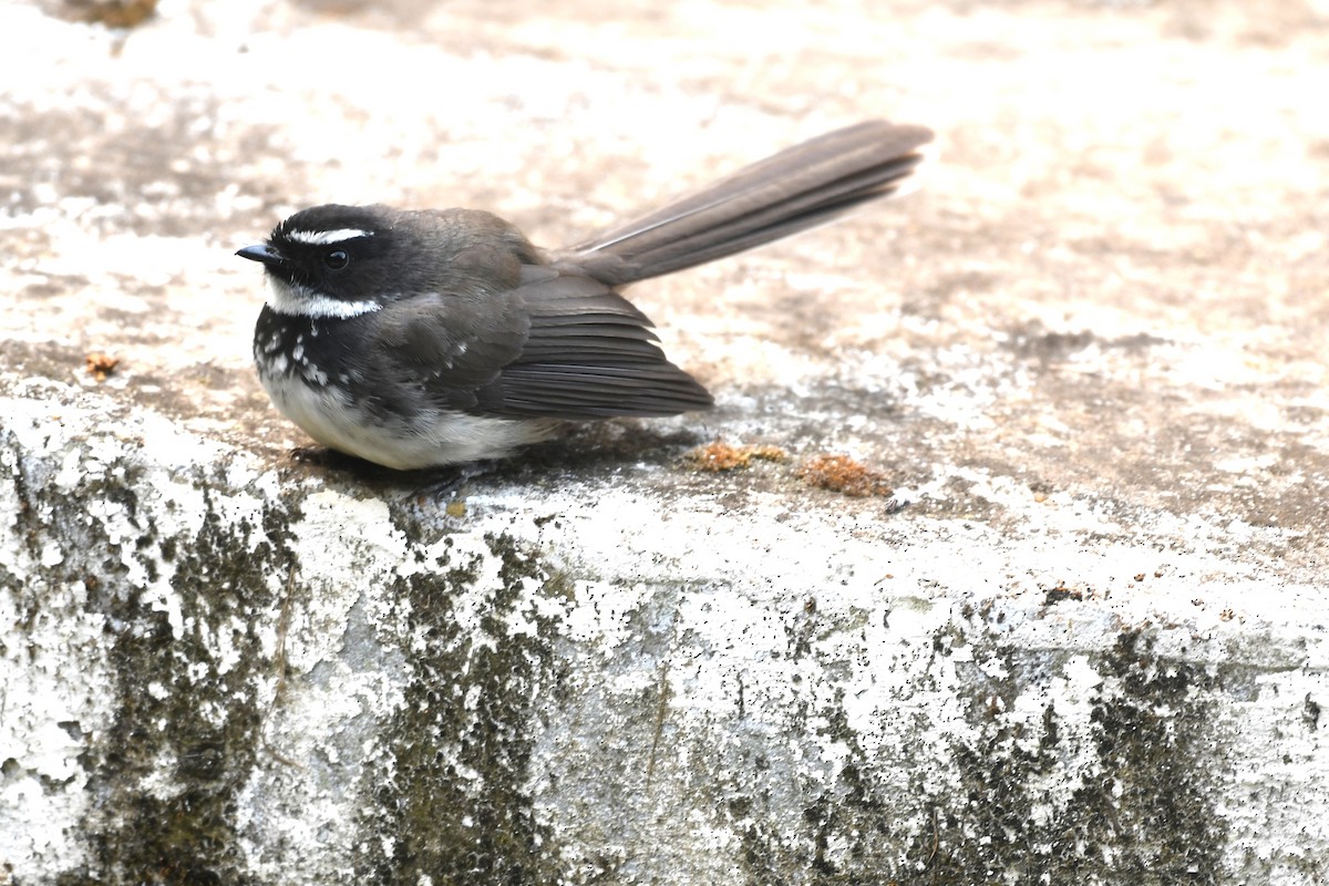Spot-breasted Fantail - ML607422701