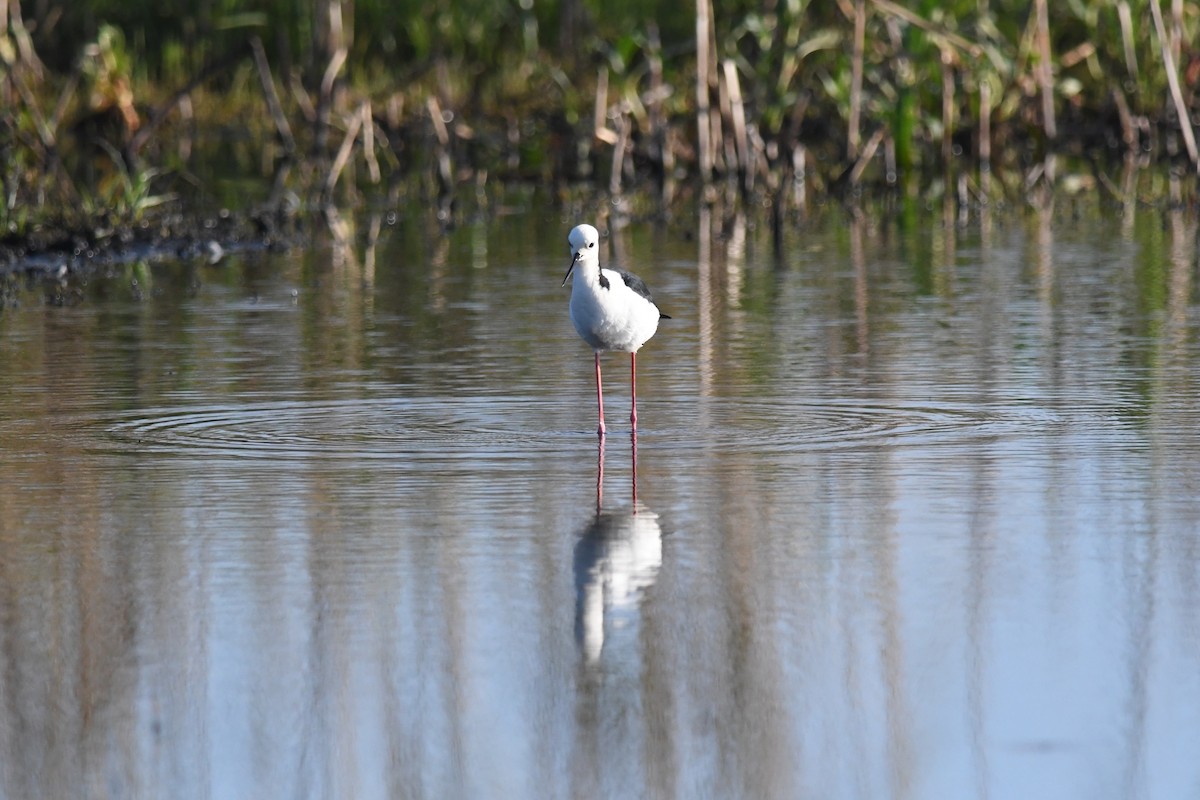 Pied Stilt - ML607422831