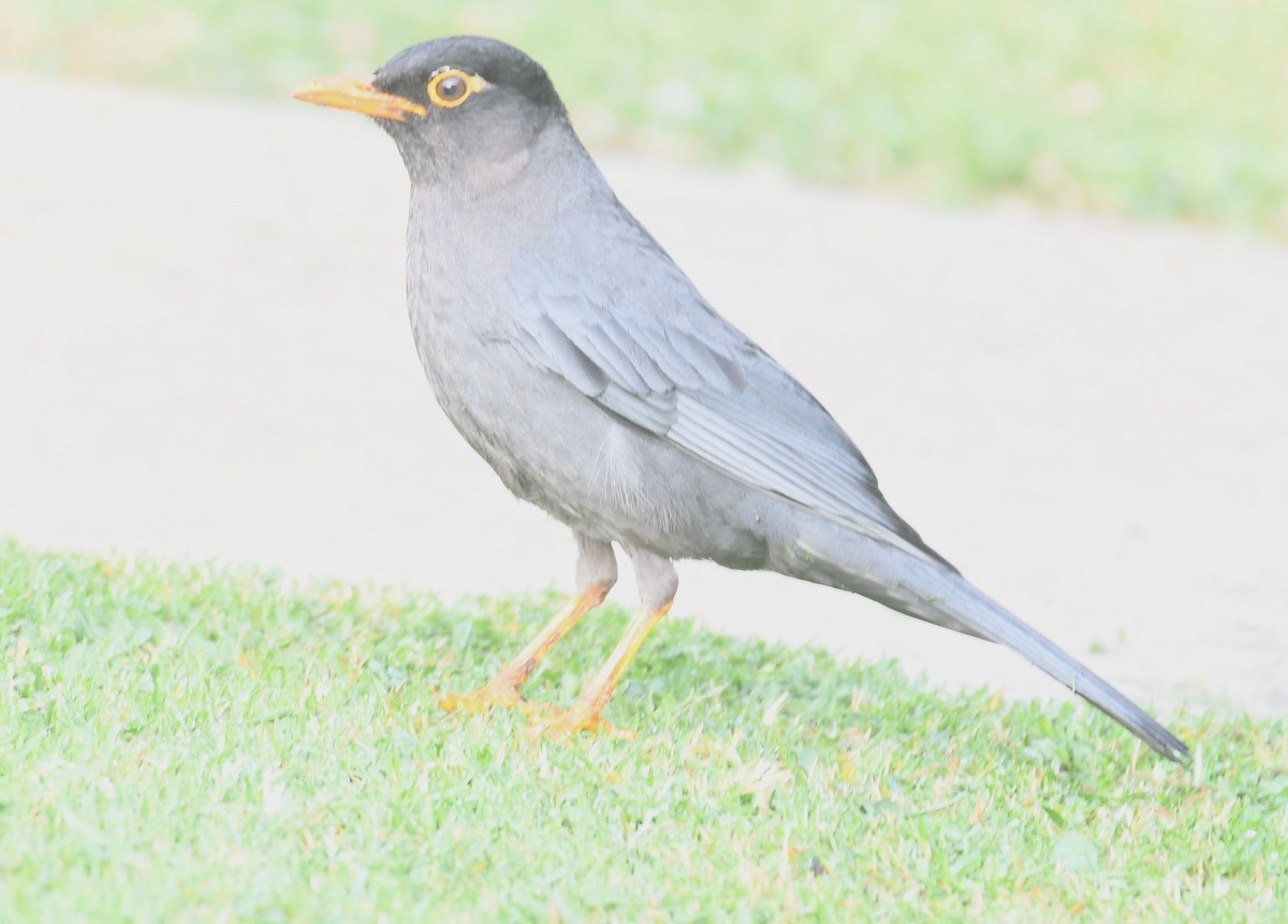 Indian Blackbird - ML607423811