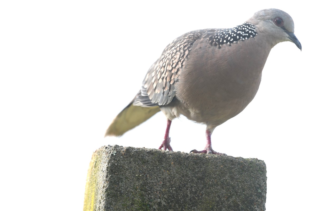 Spotted Dove - ML607424061