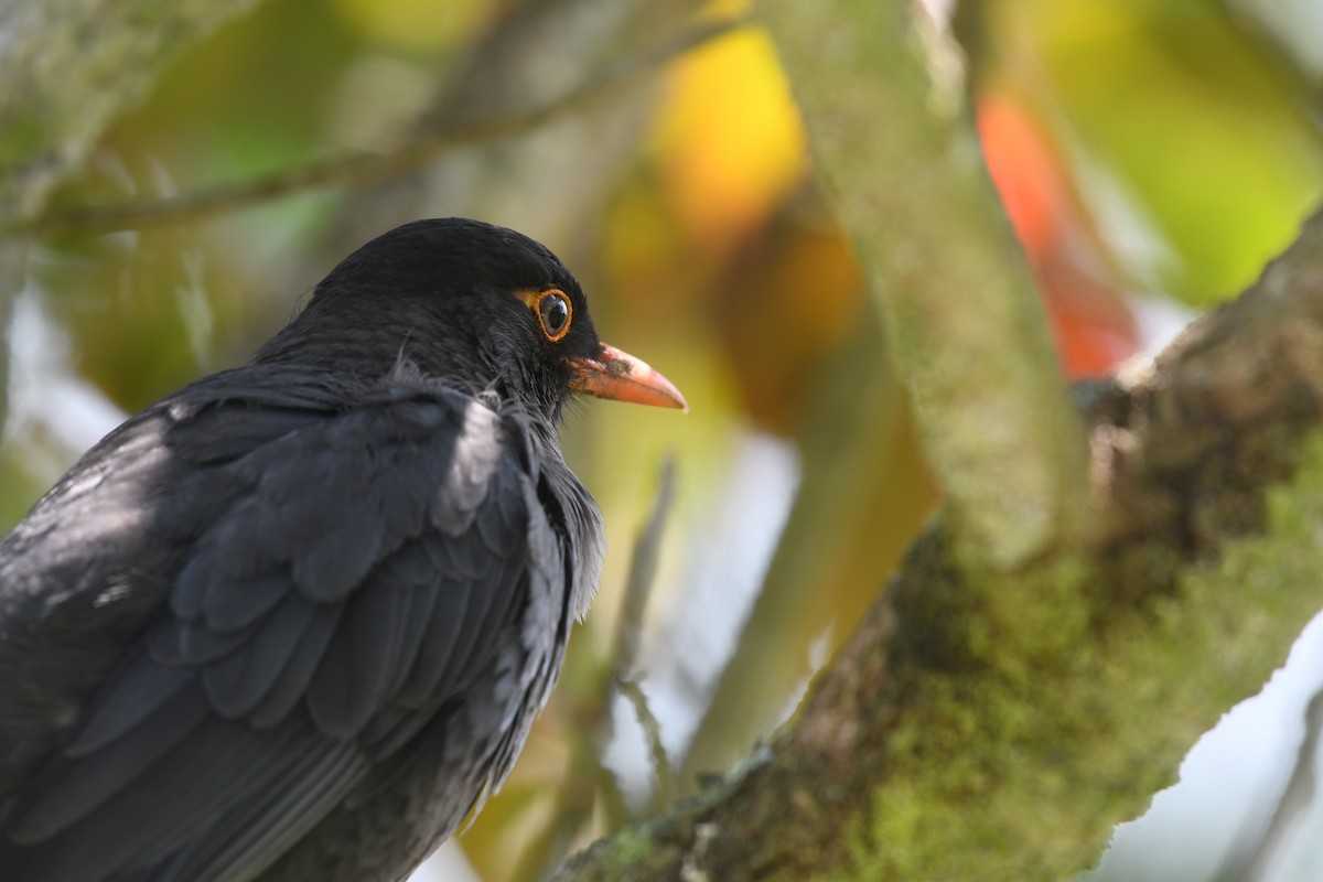 Indian Blackbird - ML607424311