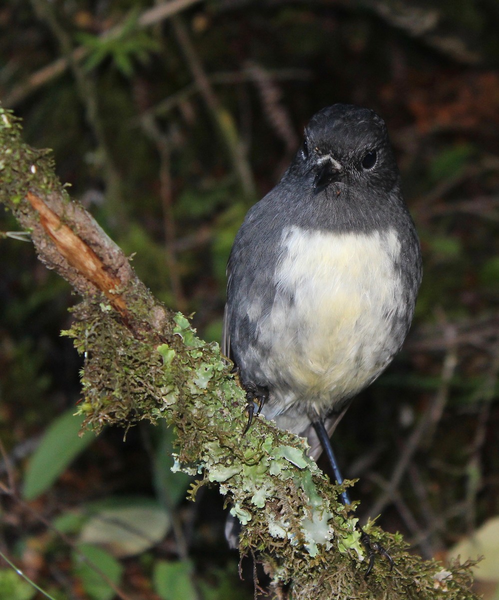 South Island Robin - ML607424431