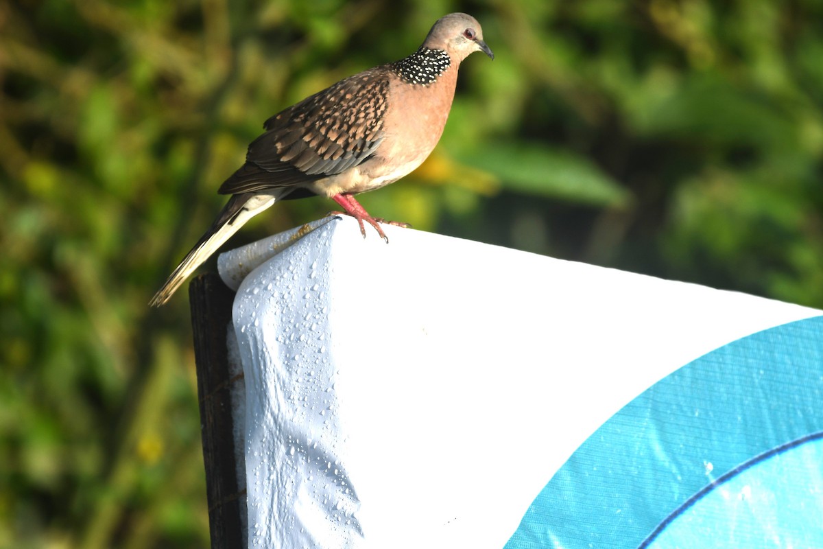 Spotted Dove - ML607424481