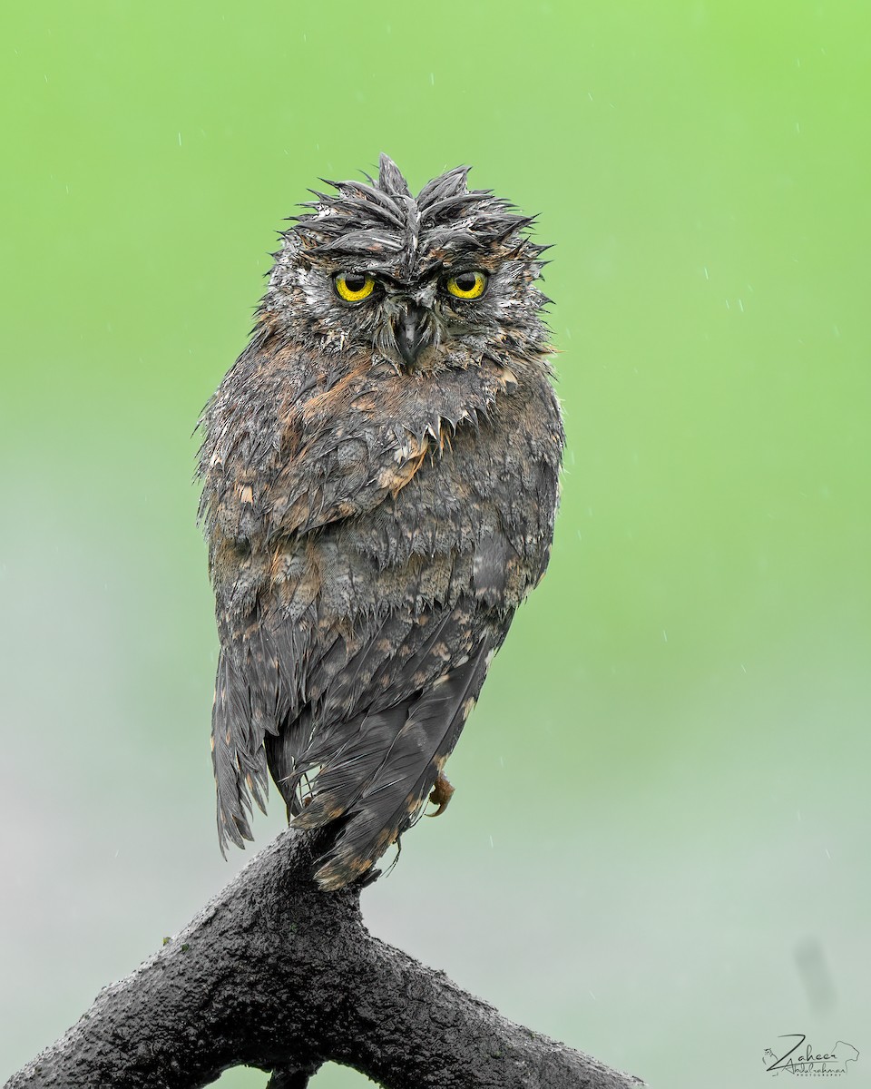 Arabian Scops-Owl - ML607424541