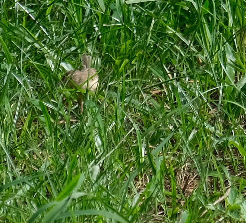 Prinia Sencilla - ML607425431