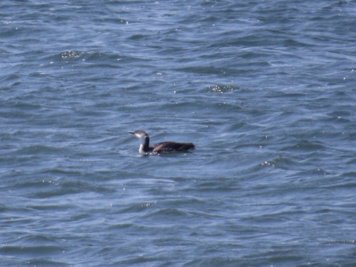 Red-throated Loon - ML60742571