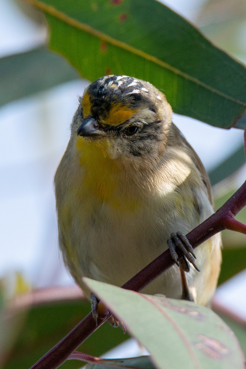 Striated Pardalote - ML607425811