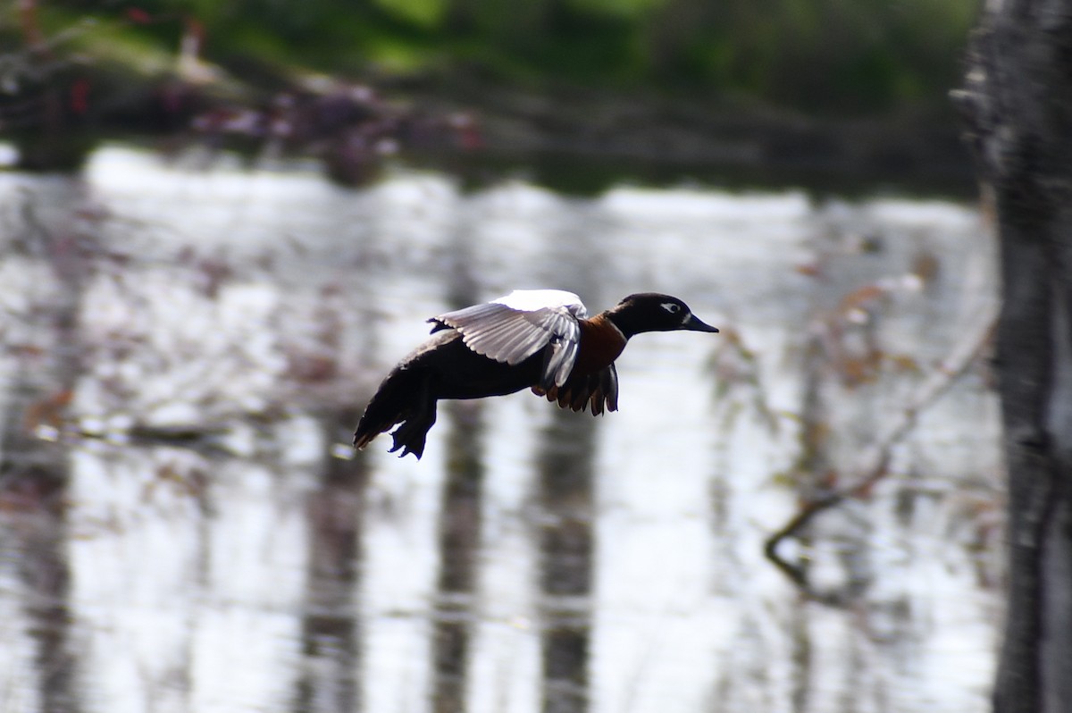 Australian Shelduck - ML607426101