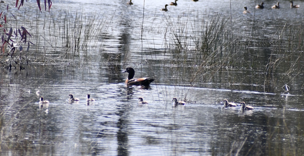 Australian Shelduck - ML607426131