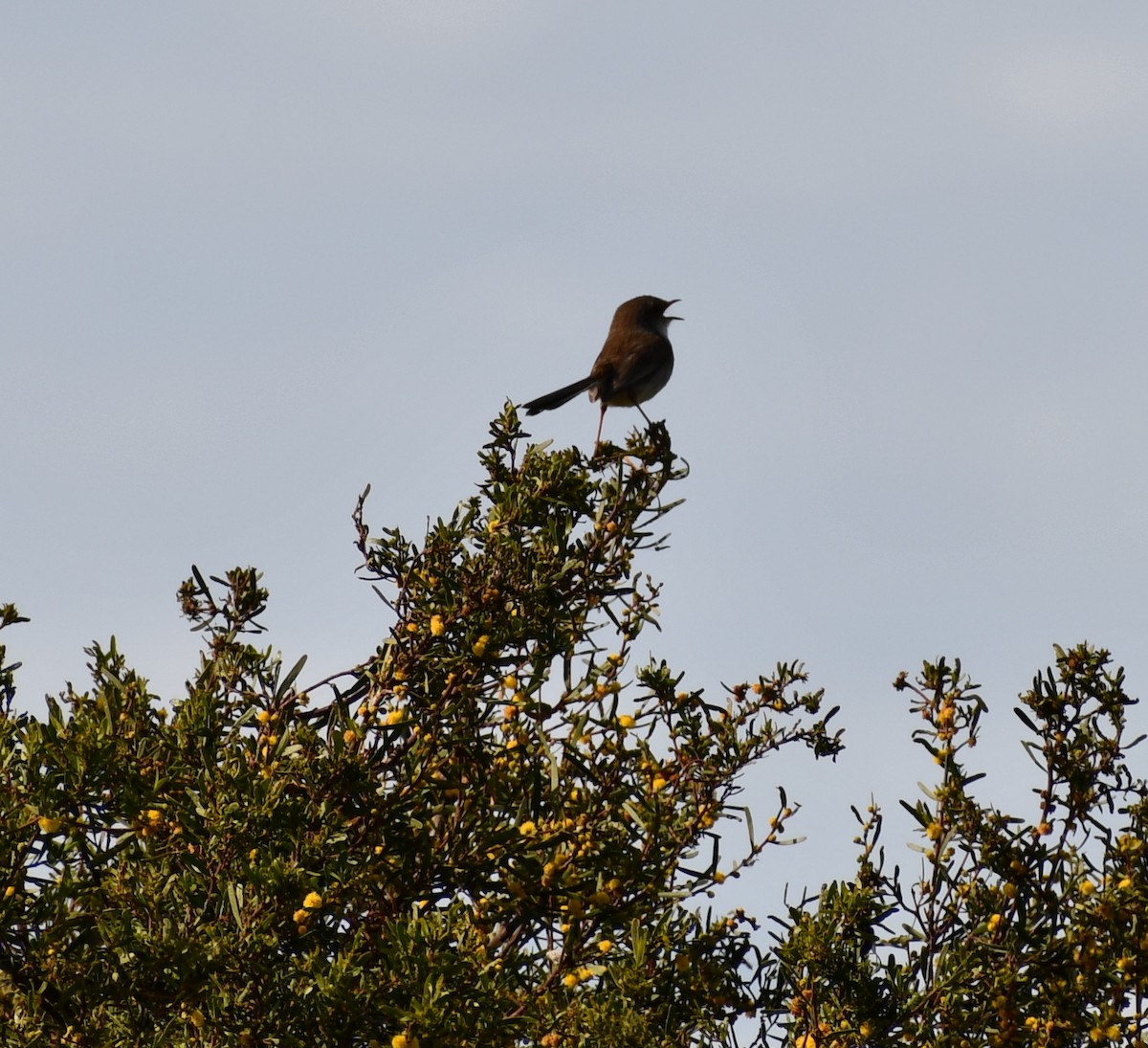 Superb Fairywren - ML607426201