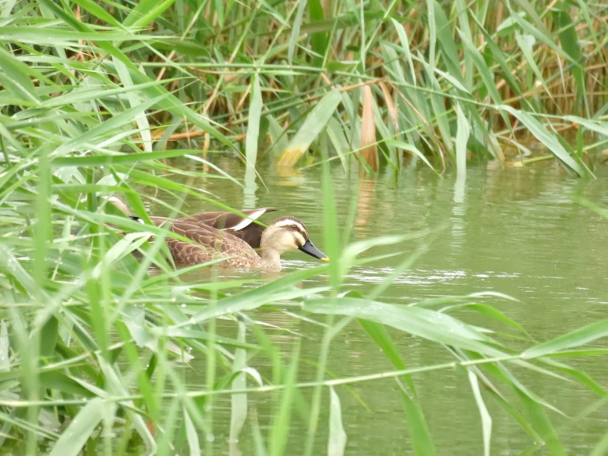 Eastern Spot-billed Duck - ML607426751