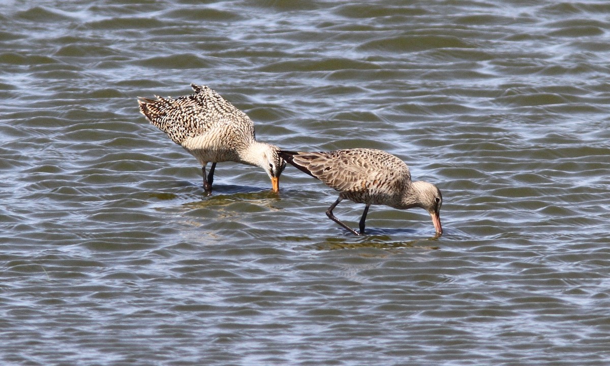 Hudsonian Godwit - ML60742761