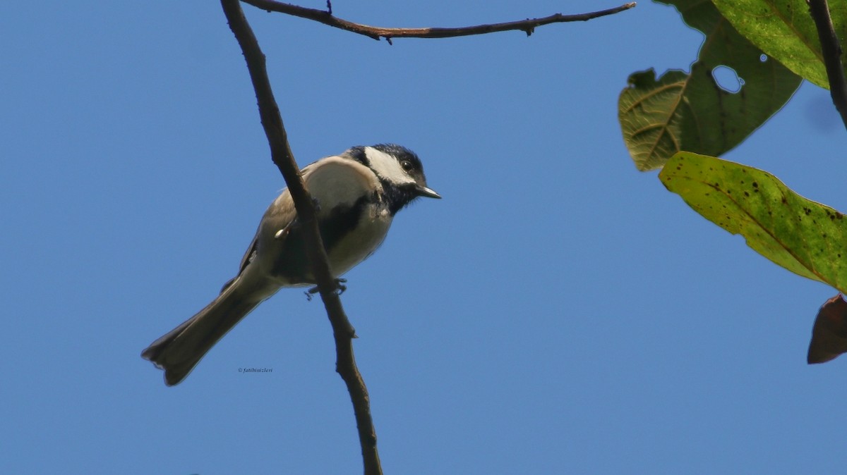 Cinereous Tit - ML607428141