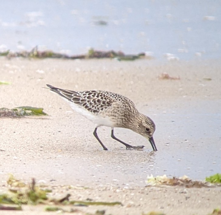 Baird's Sandpiper - ML607429961