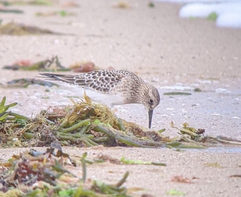 Baird's Sandpiper - Nate Marchessault