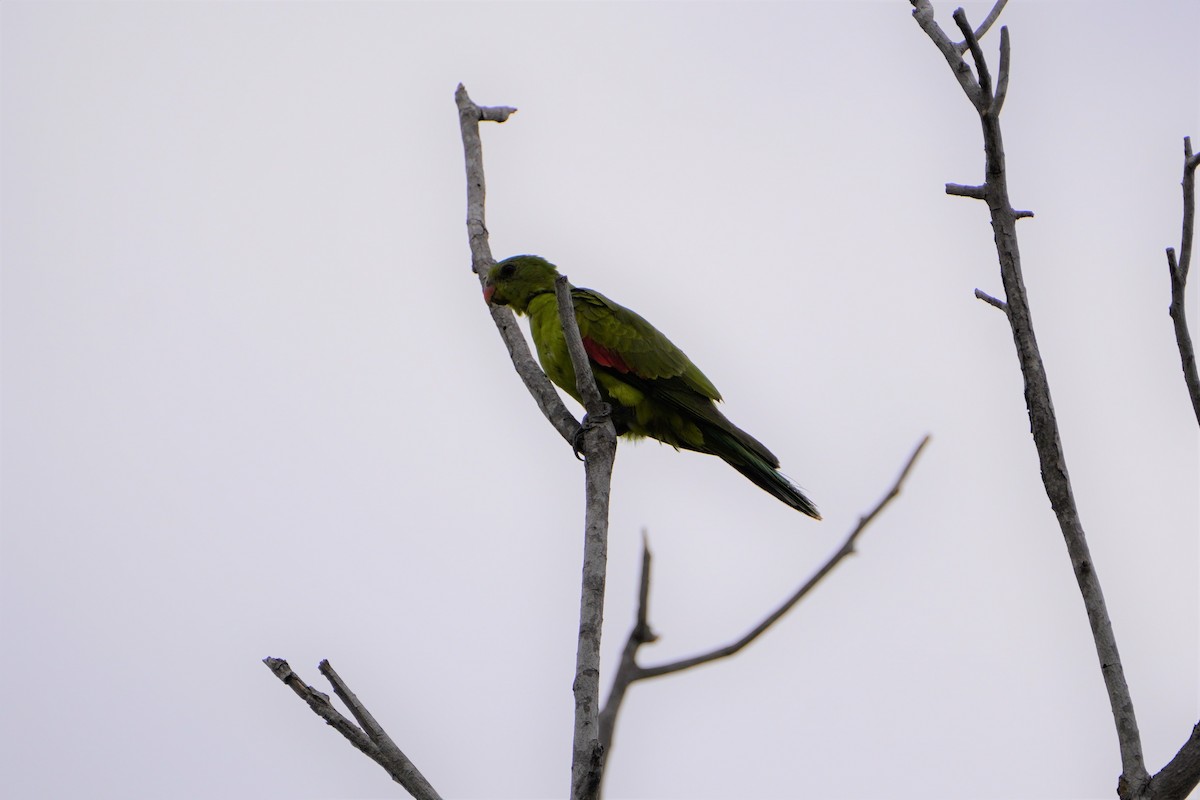 Red-winged Parrot - ML607430121