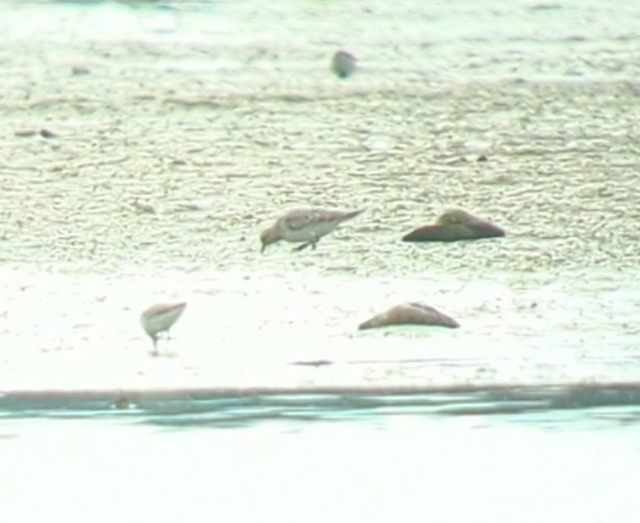 Baird's Sandpiper - ML607431621