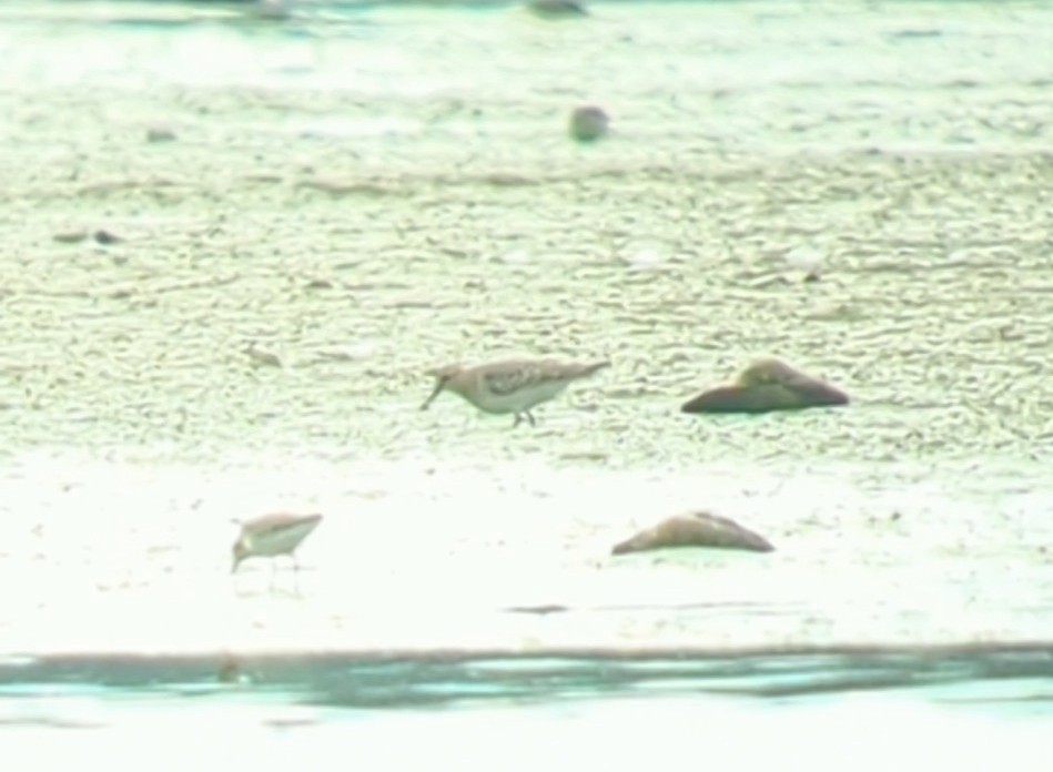 Baird's Sandpiper - ML607431631