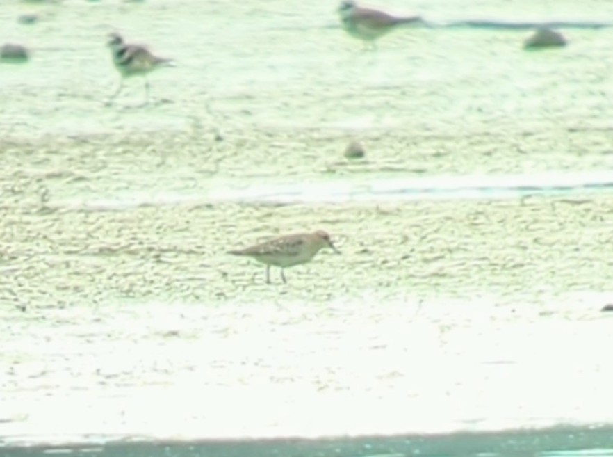 Baird's Sandpiper - ML607431641