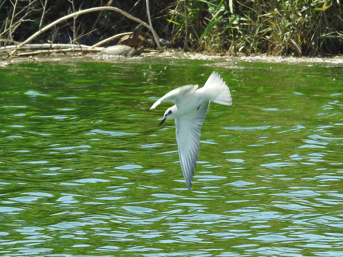 White-winged Tern - ML607433521