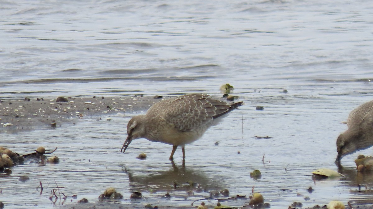 Red Knot - ML607433791