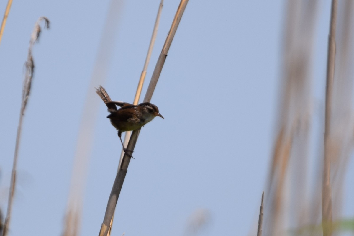 Marsh Wren - ML60743401