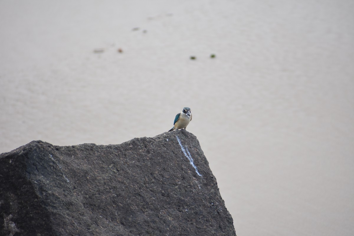 Sacred Kingfisher - ML607434261