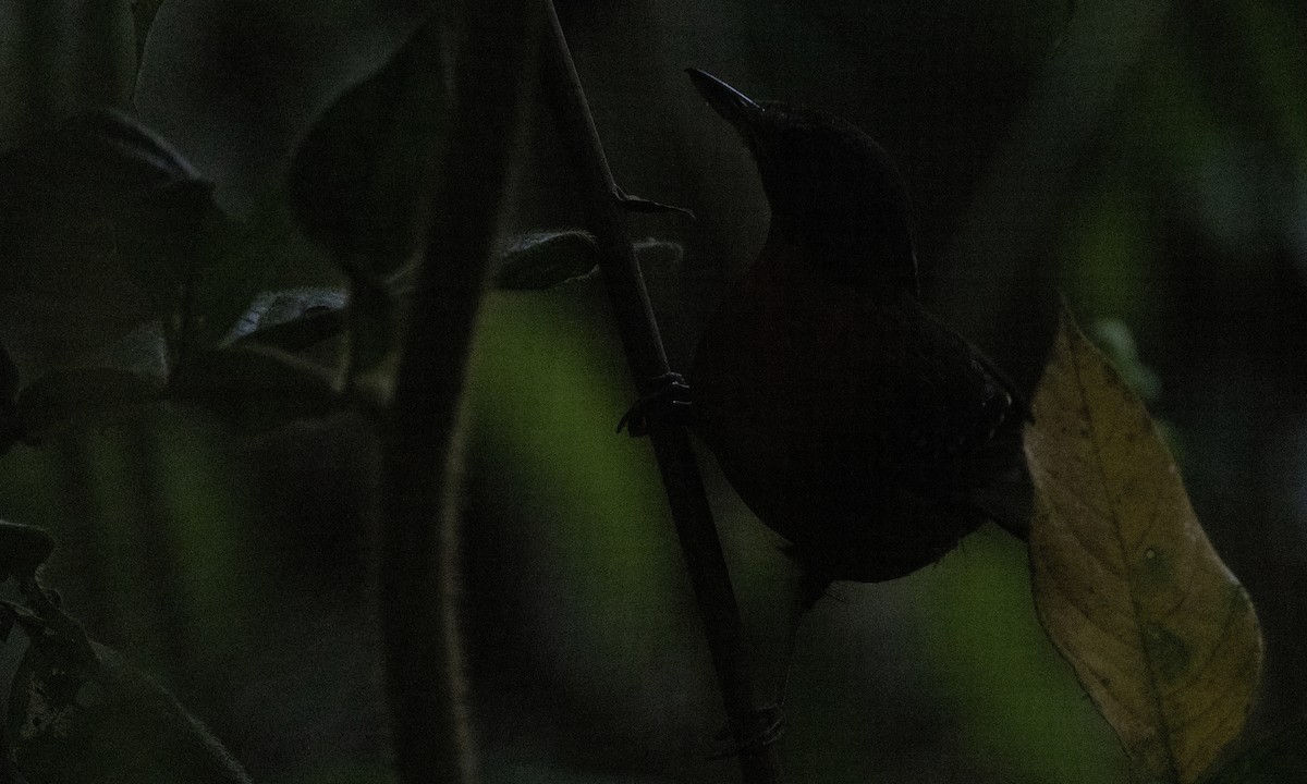 Brownish-headed Antbird - ML607434411