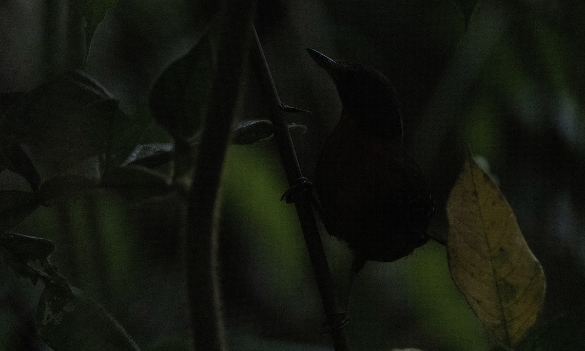 Brownish-headed Antbird - ML607434421