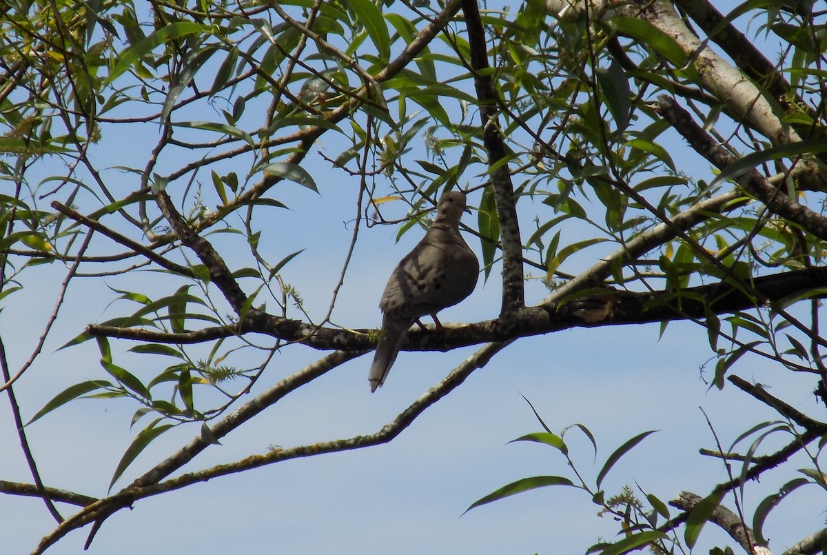 Mourning Dove - ML60743471