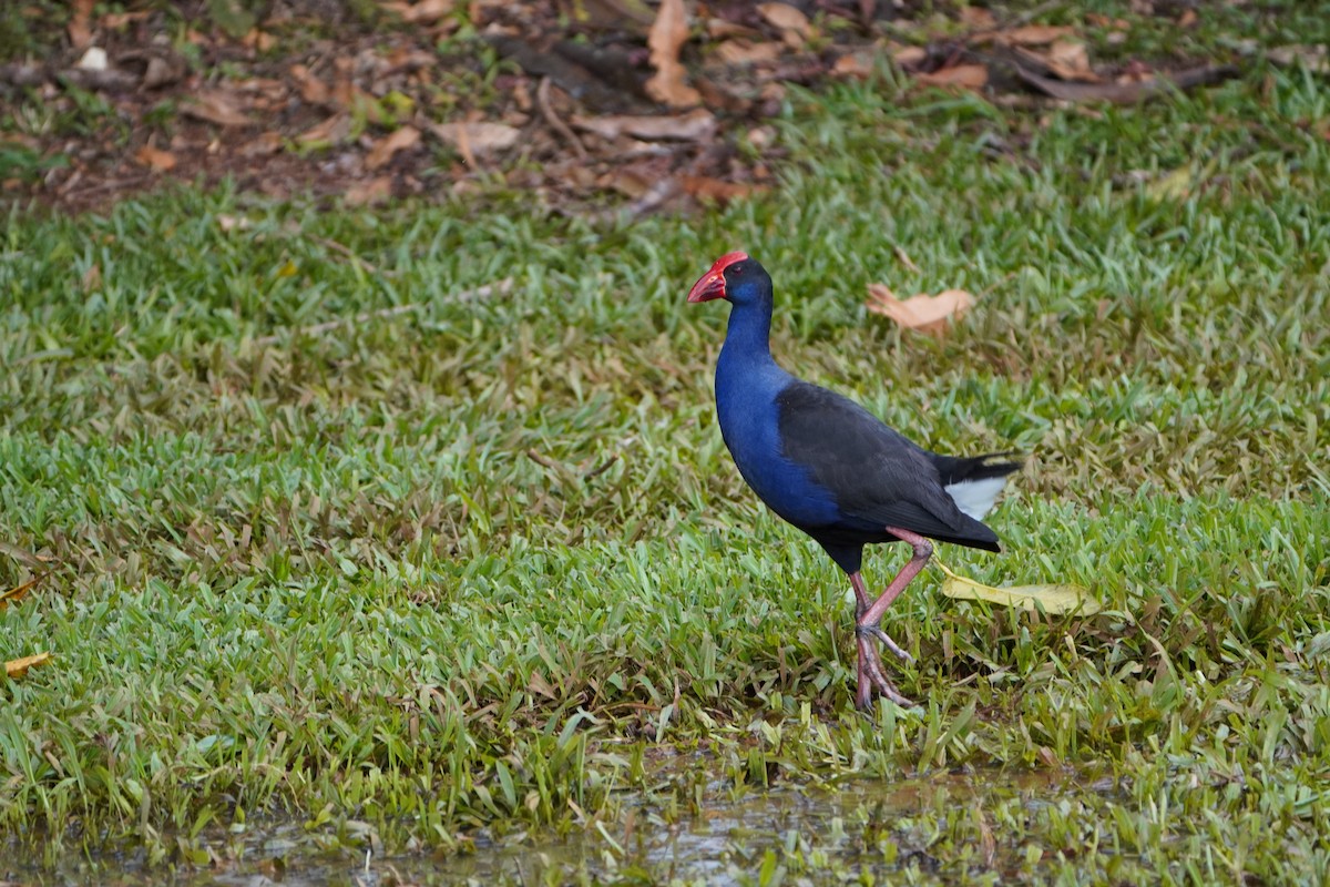 Australasian Swamphen - ML607434871