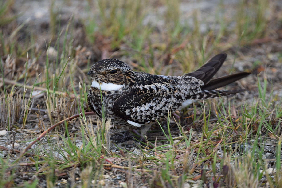 Common Nighthawk - ML60743491