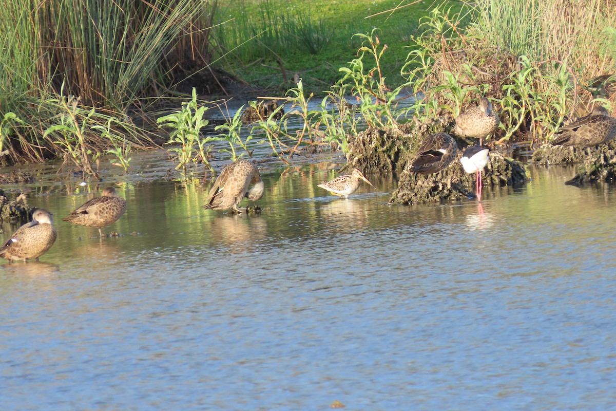 Latham's Snipe - ML607435121