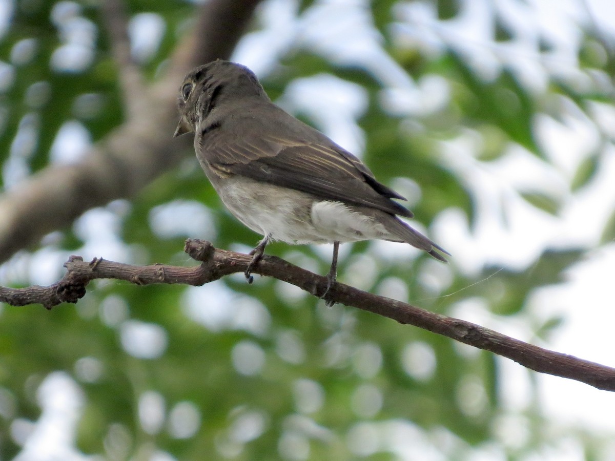 Dark-sided Flycatcher - ML607435211