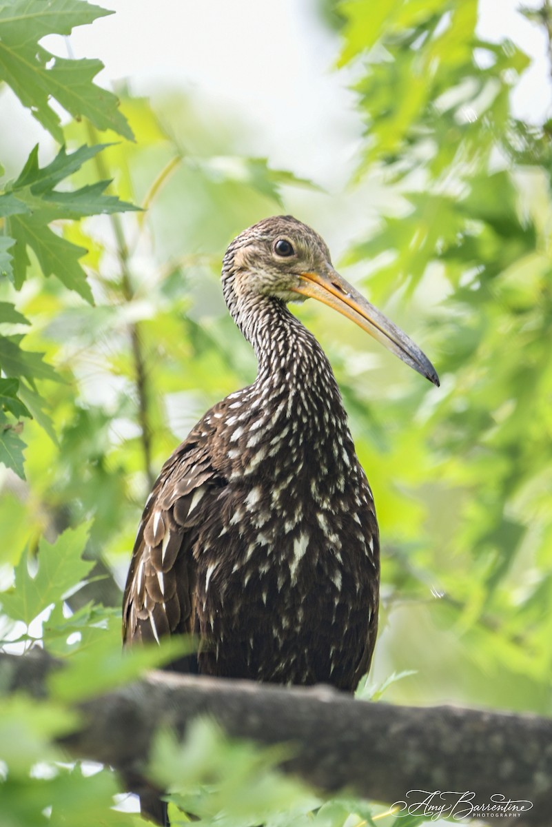 Limpkin - Amy Barrentine