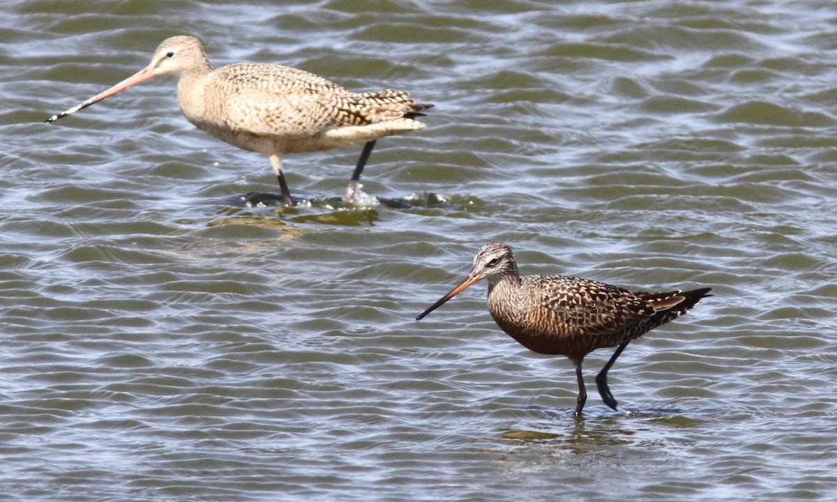 Hudsonian Godwit - ML60743531