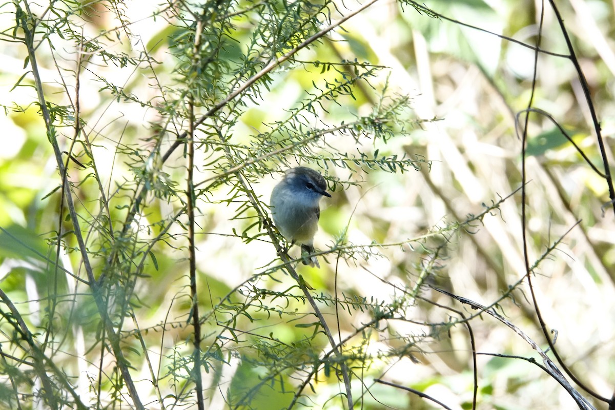 Brown Gerygone - Eric Finley