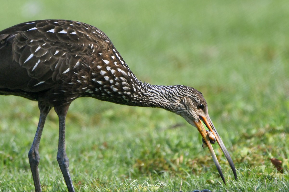 Limpkin - Amy Barrentine